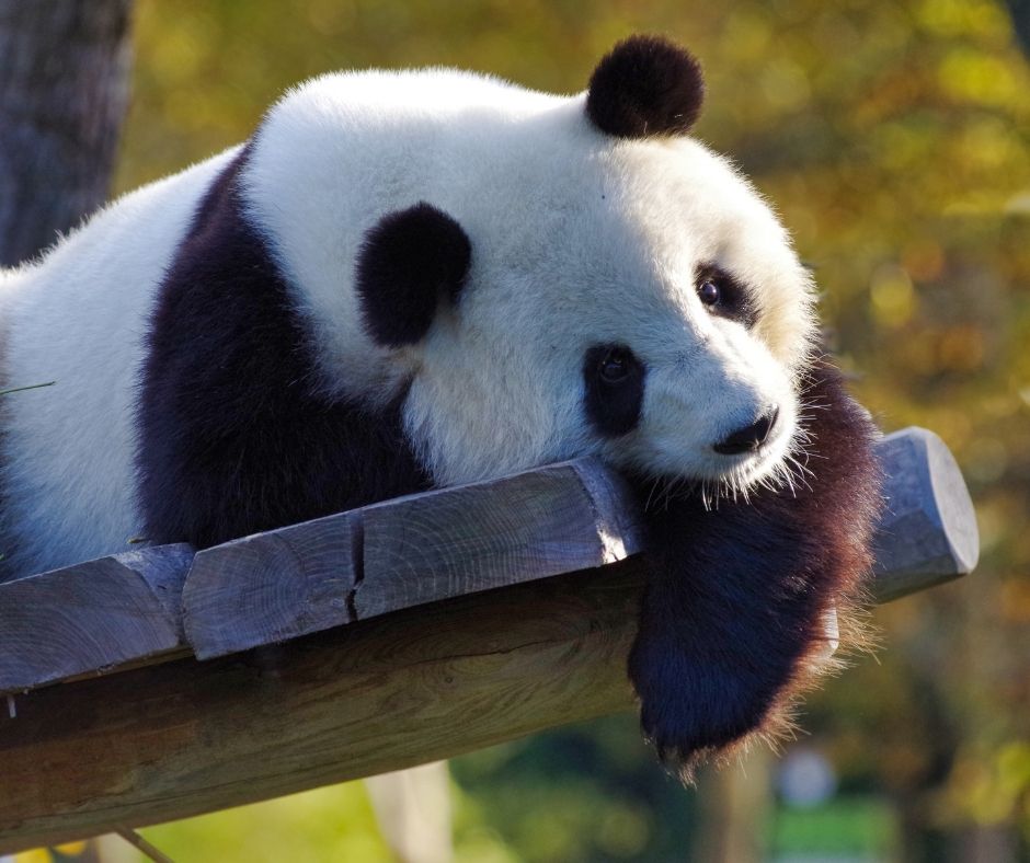 check out the giant pandas at the National Zoo