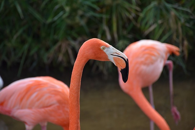 Best Day Trips From Orlando flamingos