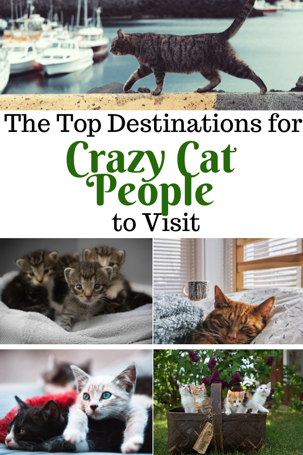 The Top Destinations for Crazy Cat People to Visit