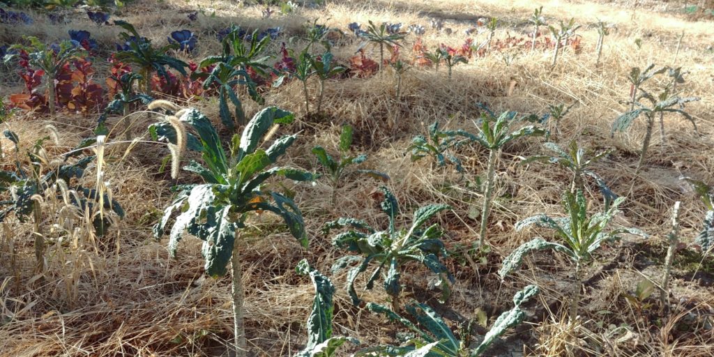 The Impact of Agritourism on Local Communities farm crop