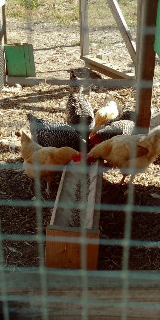 big muddy farm chickens