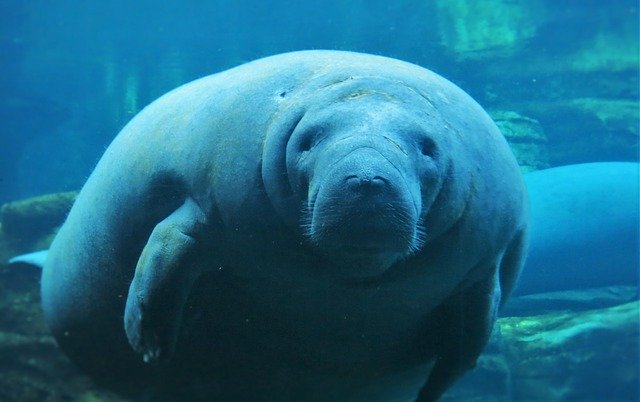Best Day Trips From Orlando manatees