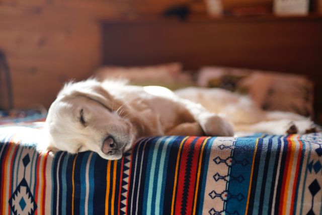 dog friendly places to stay in door county from Midwest Road Trip Adventures
