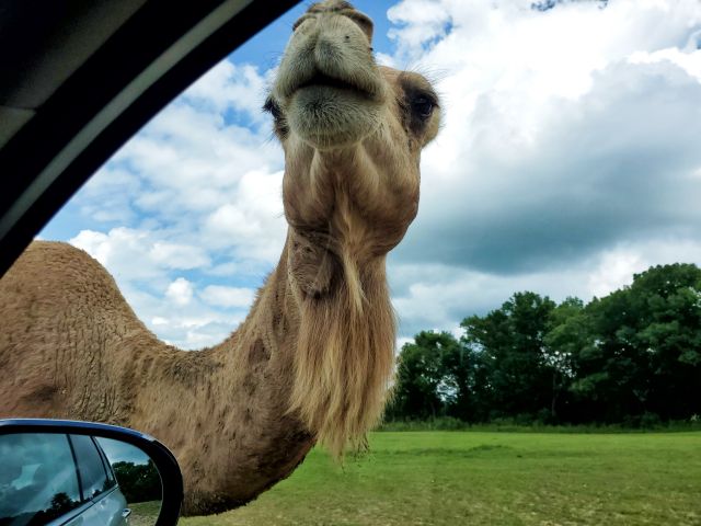safari lake geneva camel