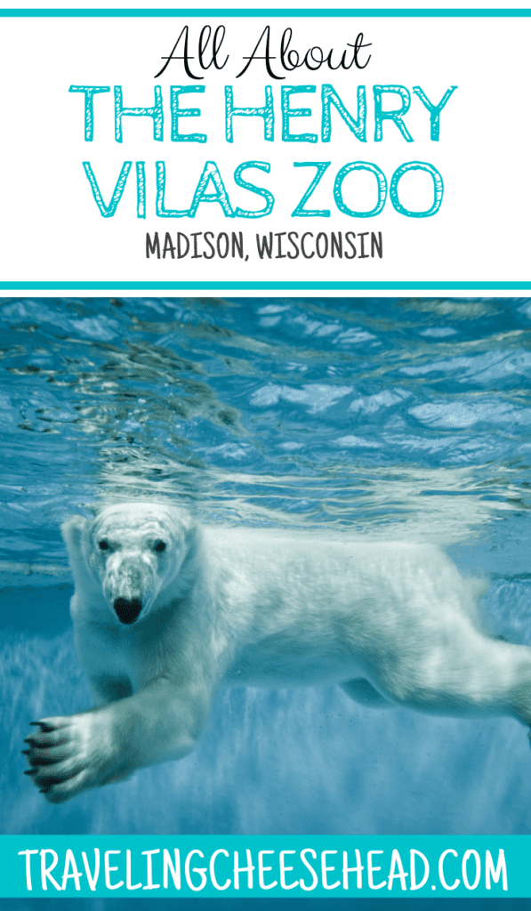Henry Vilas Zoo Camp article cover image with a swimming polar bear