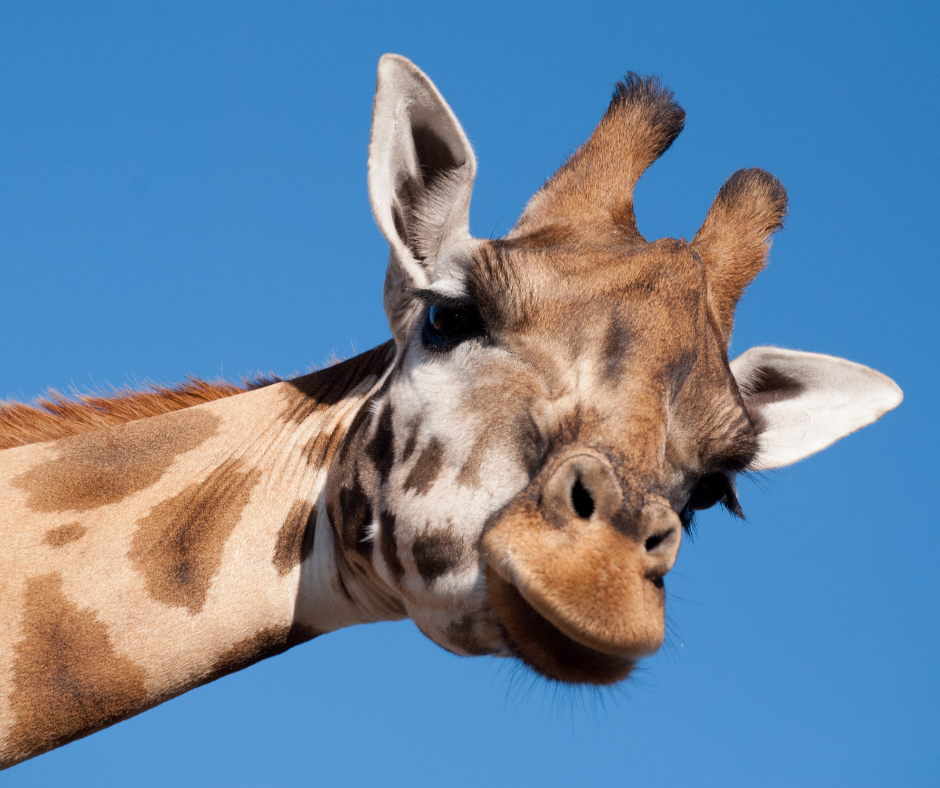 Henry Vilas Zoo