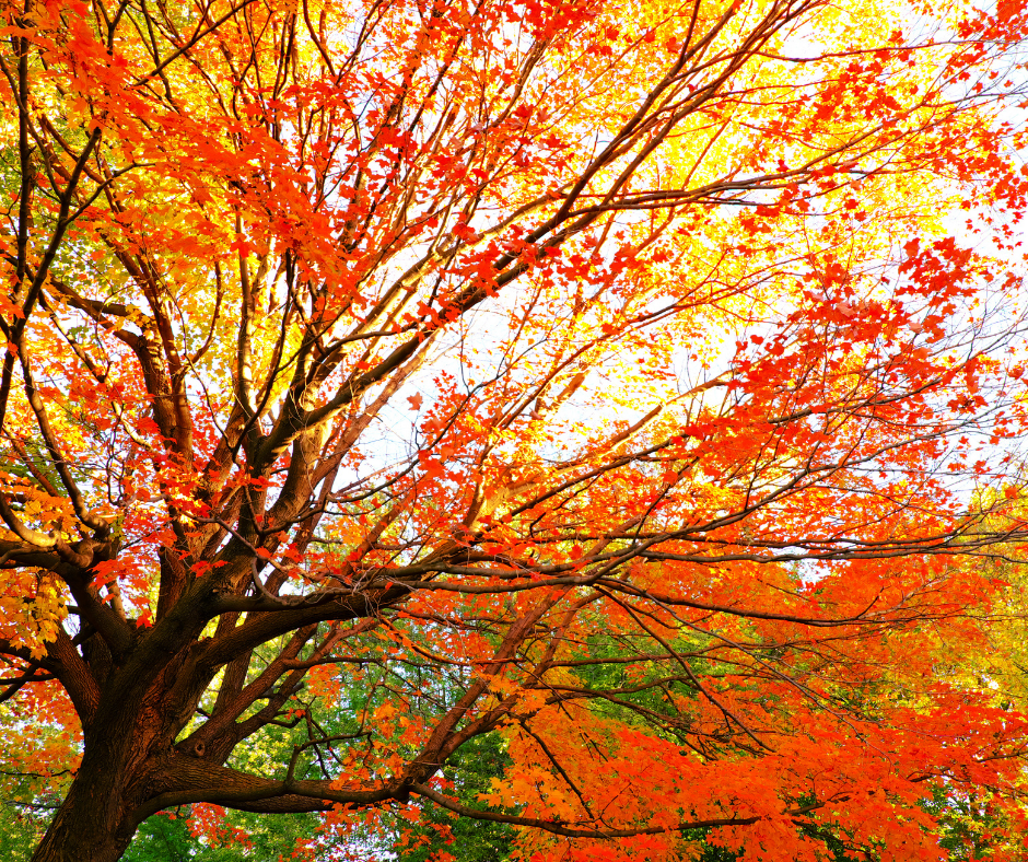 Hike Picnic Point to see the fall colors