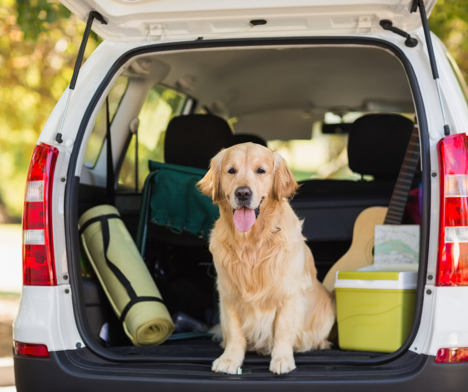 Top Tips for Long Car Rides With Dogs: Road Trips 101