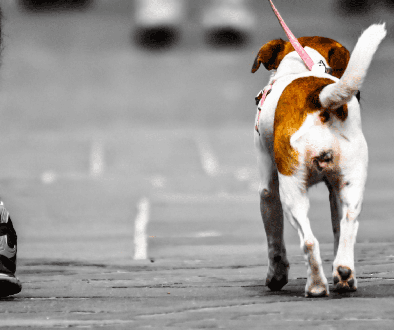 Top Tips for Long Car Rides With Dogs Road Trips 101 Traveling