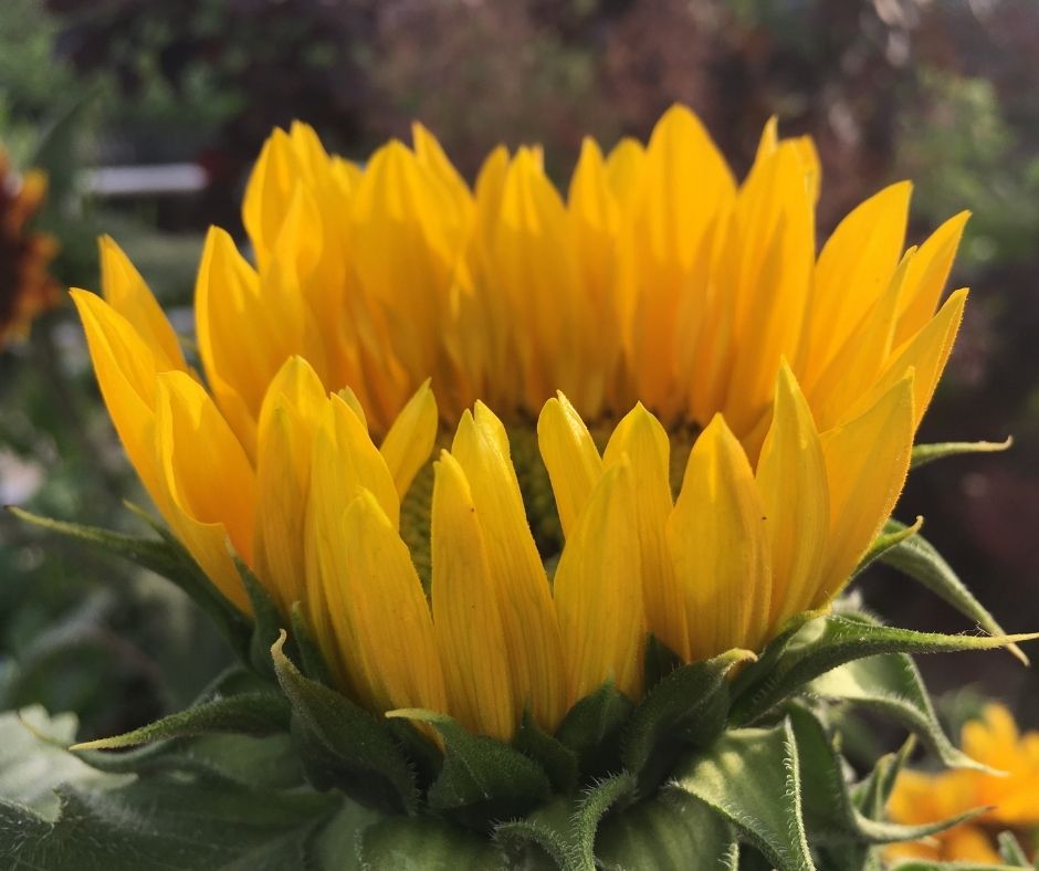The Best Sunflower Fields in New York
