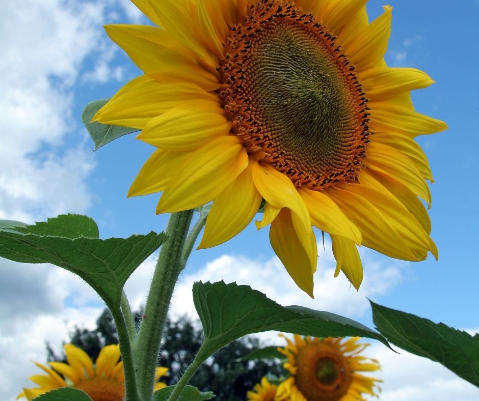Sunflower Fields in Cleveland Ohio