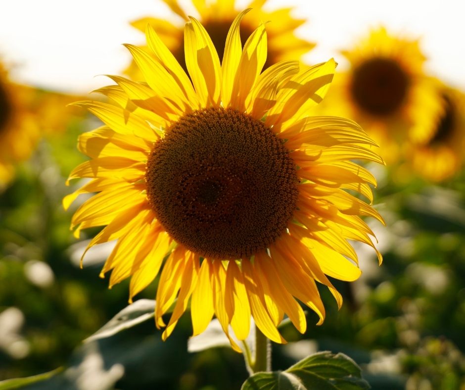 Sunflower Fields in Southern Ohio