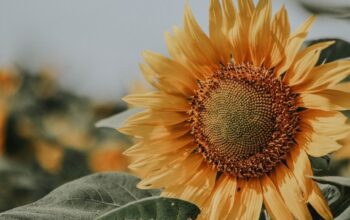 Sunflower Fields in Michigan