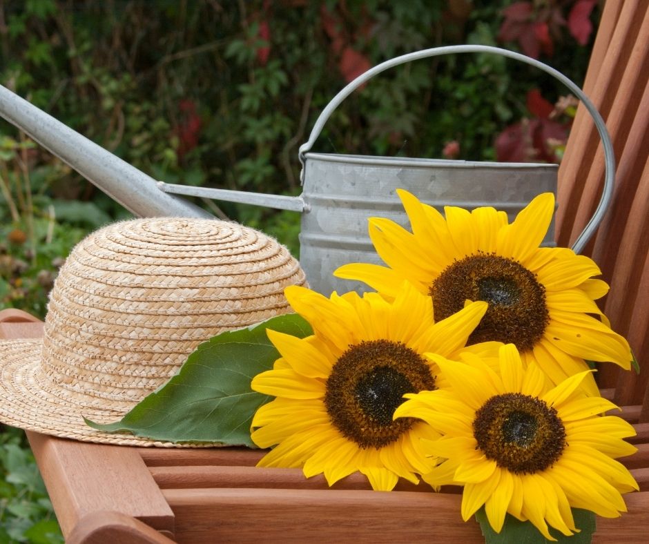 Watering can with sunflowers