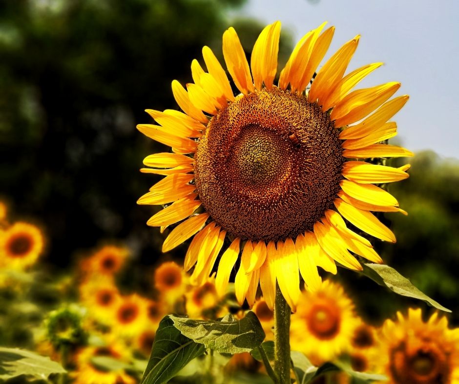 The Best Sunflower Fields in Georgia to Visit