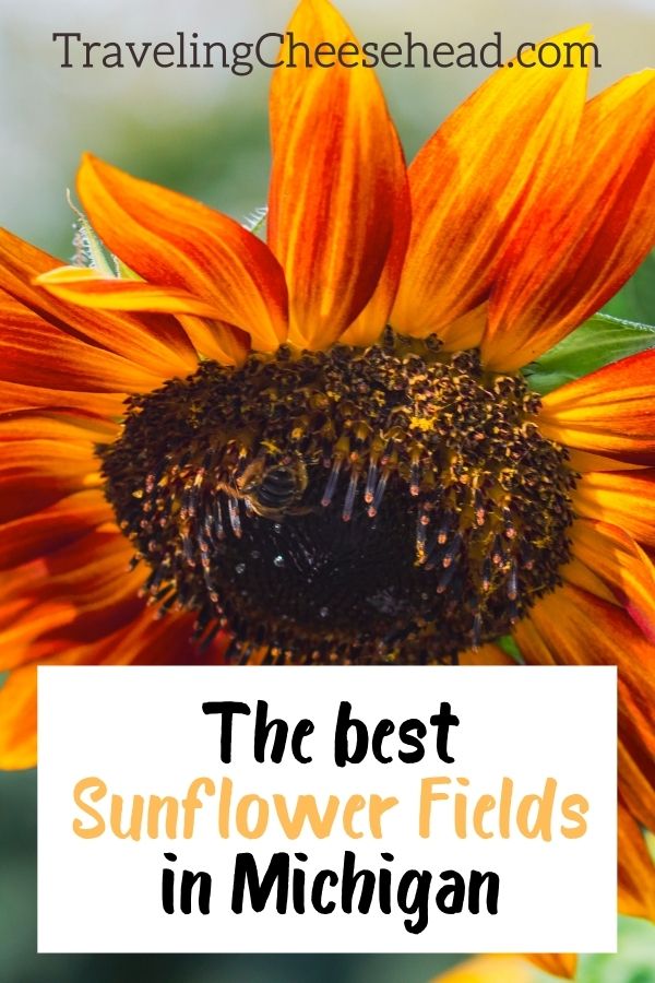 The Best Sunflower Fields in Michigan to Visit