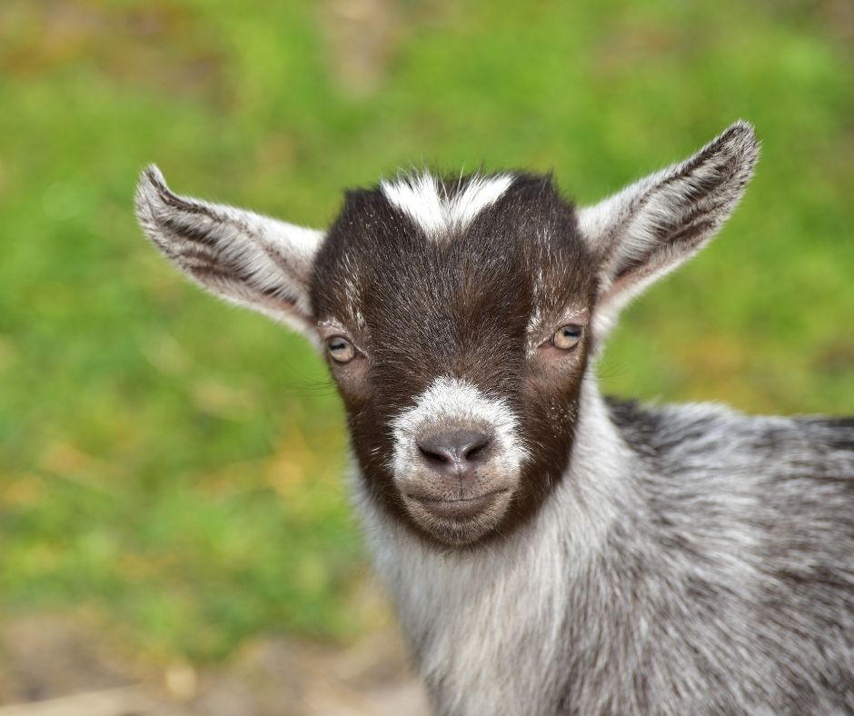 The Best List of Goat Farms in Wisconsin