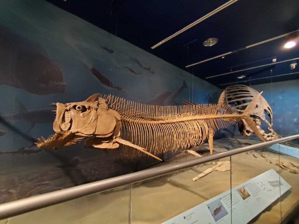 Prehistoric Fish at the North Dakota Heritage Museum