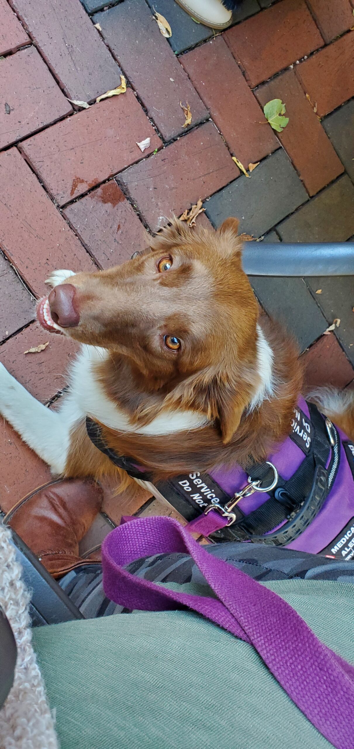 Sheboygan Wisconsin is a Certified Dog Friendly Destination Traveling