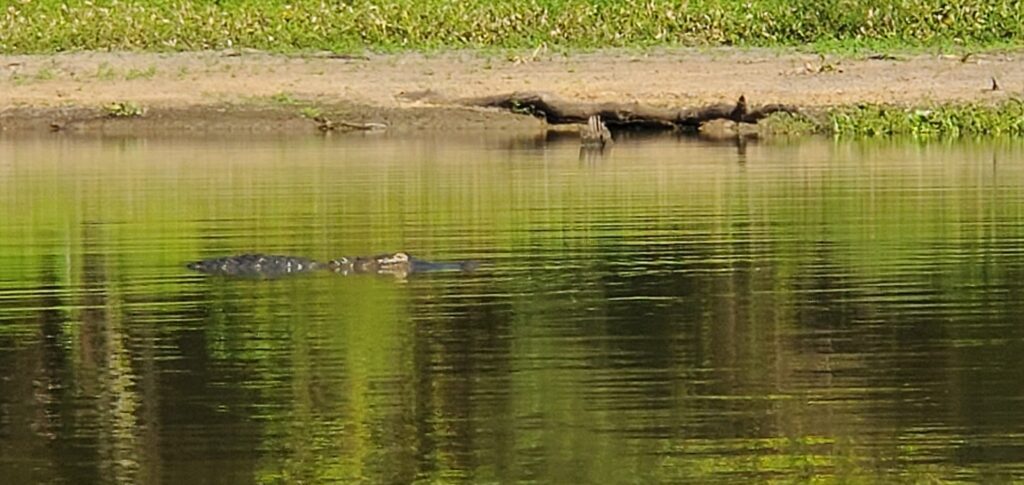 Alligator Facts