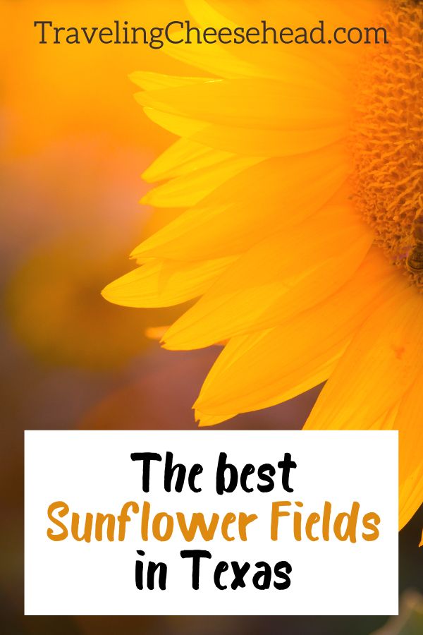 The Best Sunflower Fields in Texas to Visit