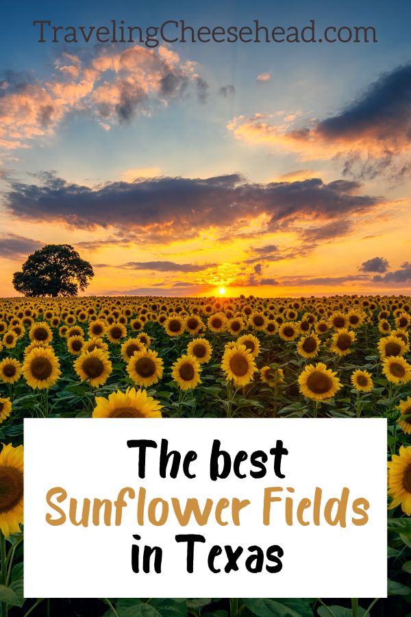 The Best Sunflower Fields in Texas to Visit