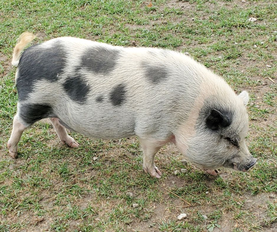 piggy from oinking acres