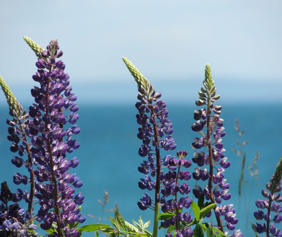 Events and Festivals in madeline island