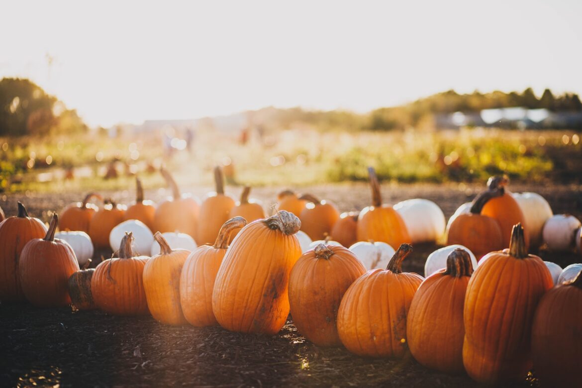 Best Wisconsin Pumpkin Patches: Where to Find Them and What to Expect