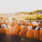 Best Wisconsin Pumpkin Patches Featured Image
