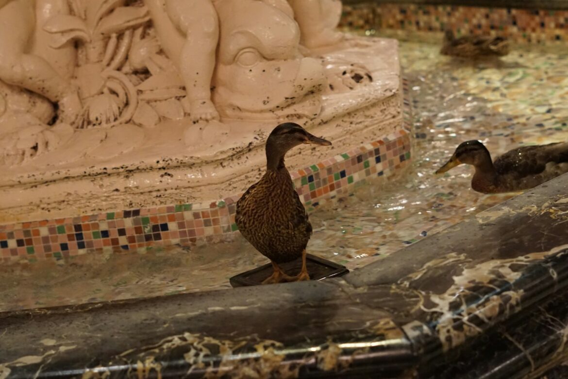 March of the Peabody Ducks: A Quirky Memphis Tradition