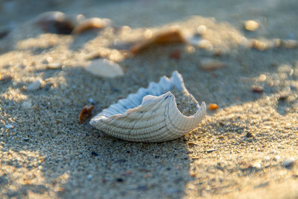 Cheap Family Beach Getaways shelling on the beach