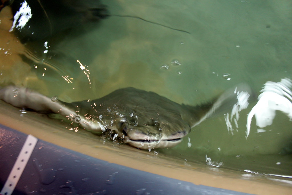 10 Best Places to Take Kids in Virginia stingray encounter