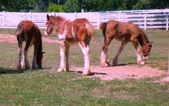 Best Places To Take Kids in Missouri Featured Image