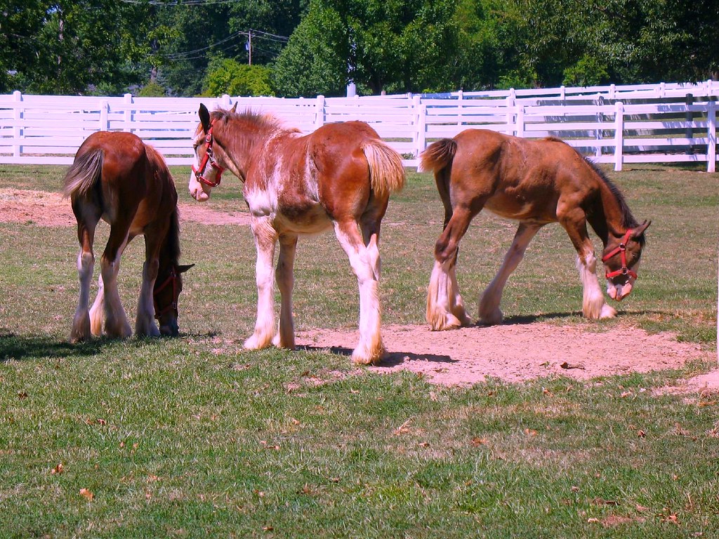 Best Places To Take Kids in Missouri Featured Image