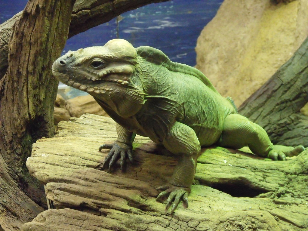 10 Best Places to Take Kids in North Dakota reptile house at Dakota Zoo