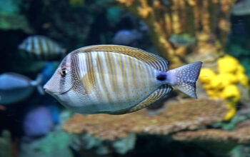 8 Best Places to Take Kids in South Carolina Featured Image