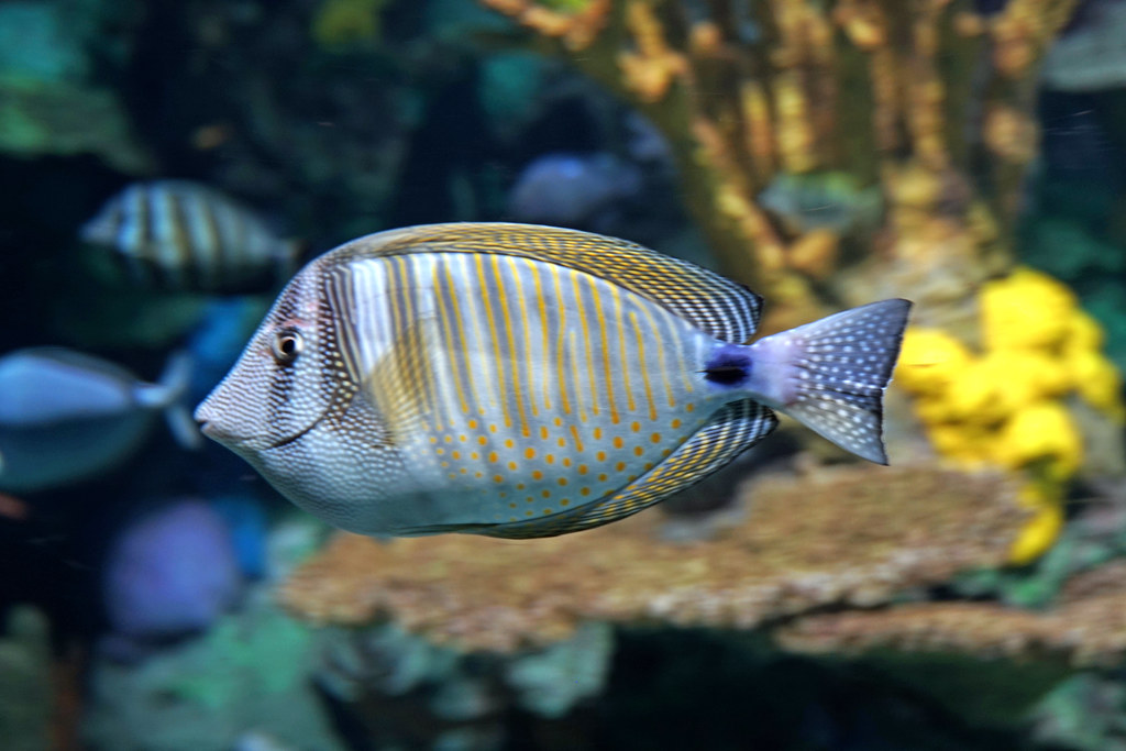 8 Best Places to Take Kids in South Carolina: A Guide to Family-Friendly Fun