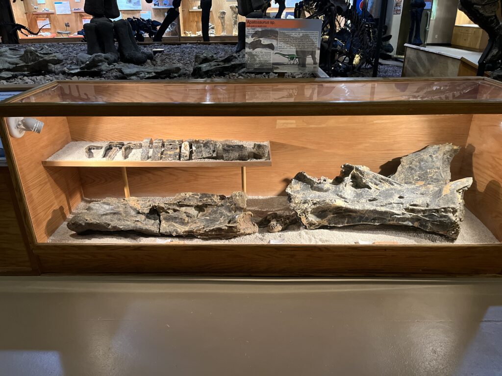 Interesting Museums in Wyoming Dinosaur Center
