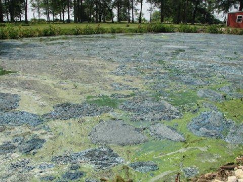 Best Beaches in Madison, Wisconsin beware of blue-green algae