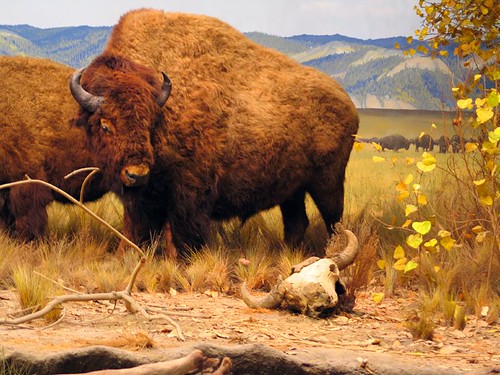 Interesting Museums in Wyoming Draper National History Museum