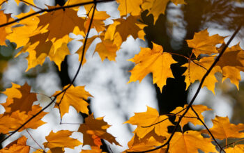 Seasonal Escapes in Illinois Featured Image