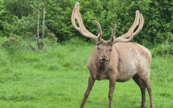 zoo savage elk