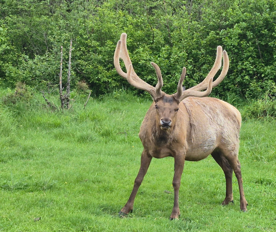 zoo savage elk