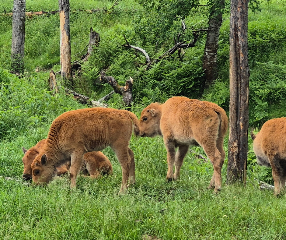 zoo savage baby bison