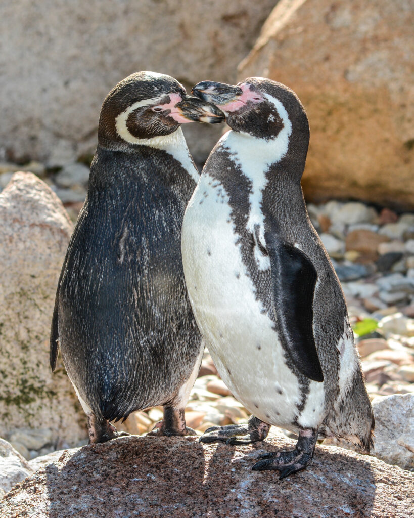 Fun Family Activities in Milwaukee Humboldt penguins
