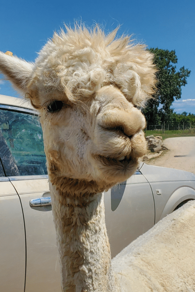 the wildlife park will be a big hit with the teens