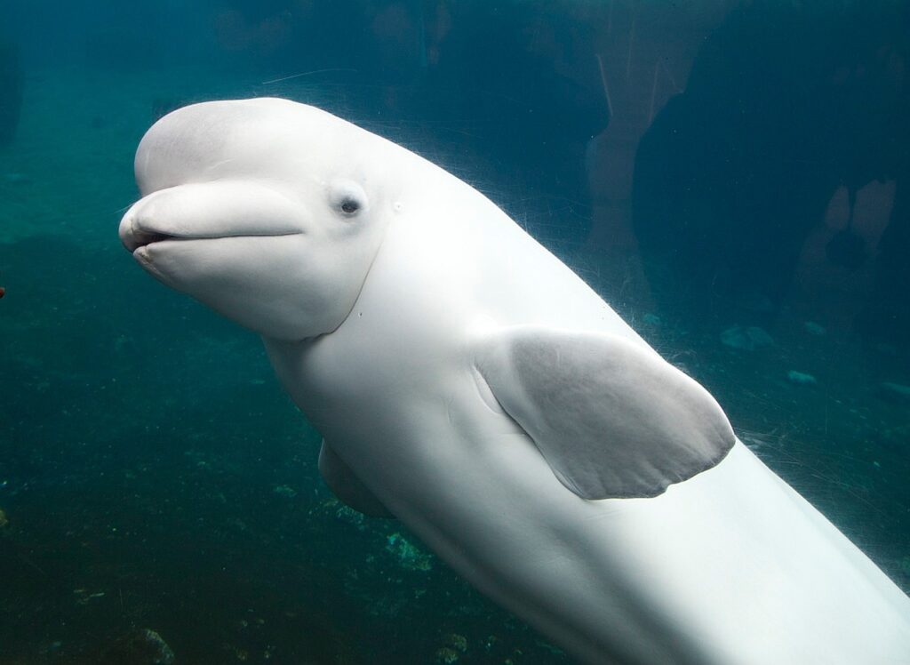 The beluga whale exhibit at the Shedd Aquarium