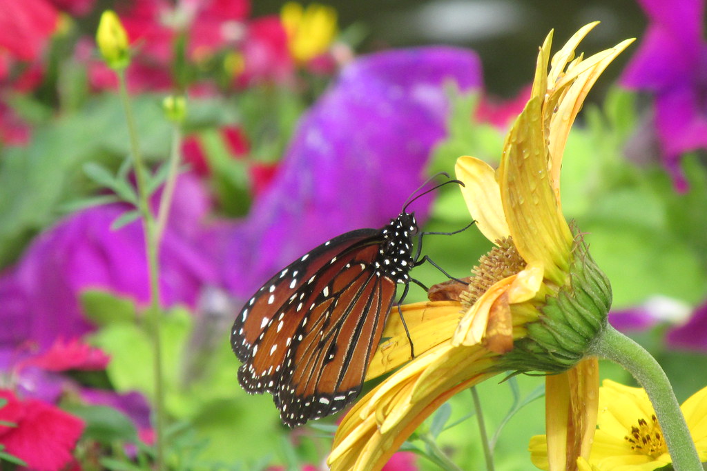Butterfly Garden at Colombian Park Zoo