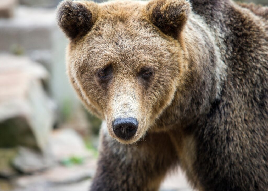 bear at Smithsonian National Zoo